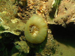 Urticina felina