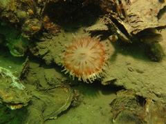 Urticina felina