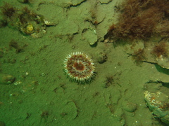 Urticina felina