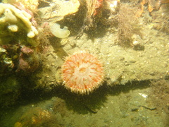 Urticina felina
