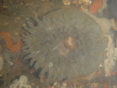 Urticina felina