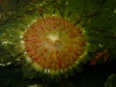 Urticina felina