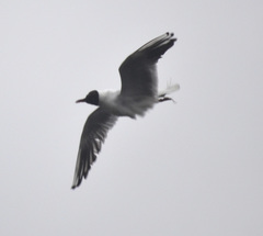 Chroicocephalus ridibundus