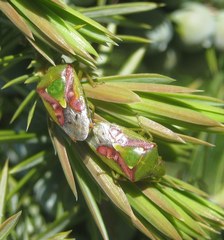 Cyphostethus tristriatus