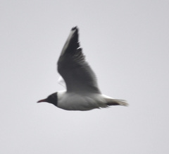 Chroicocephalus ridibundus