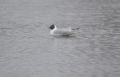 Chroicocephalus ridibundus