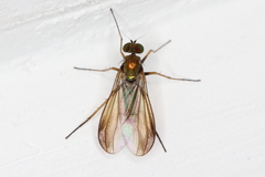 Chrysotus
