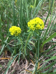 Euphorbia cyparissias
