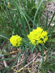 Euphorbia cyparissias
