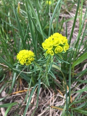 Euphorbia cyparissias