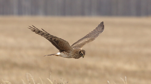 Aguilucho pálido (Circus cyaneus)