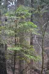 Picea abies