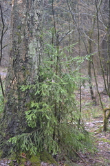 Picea abies