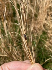 Bibio articulatus
