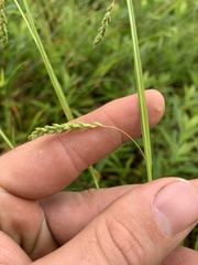 Carex oxylepis