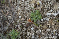 Helianthemum squamatum