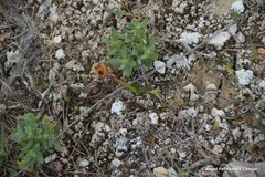 Helianthemum squamatum