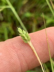 Carex oxylepis