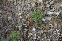 Helianthemum squamatum