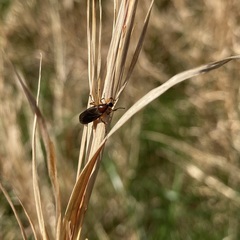 Bibio articulatus