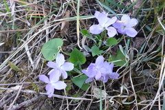 Viola collina