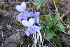 Viola collina