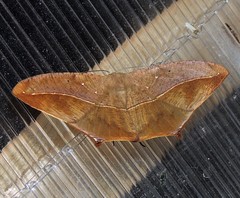 Prochoerodes tetragonata