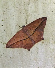 Prochoerodes tetragonata