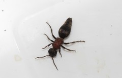 Trogaspidia catanensis