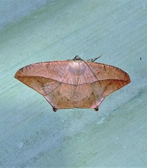 Prochoerodes tetragonata