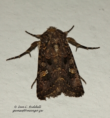 Tycomarptes inferior