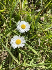 Bellis perennis