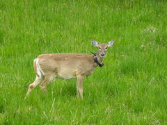 Odocoileus virginianus leucurus