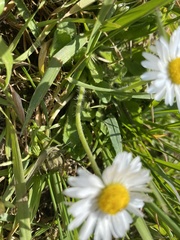 Bellis perennis