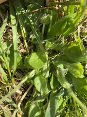 Bellis perennis