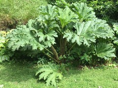 Gunnera manicata