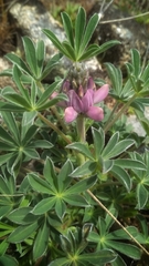 Lupinus hispanicus