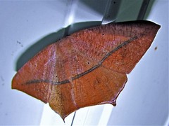 Prochoerodes tetragonata