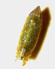 Scaphytopius acutus