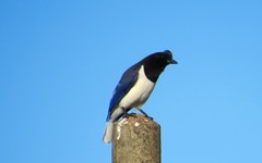 Cyanocorax cristatellus