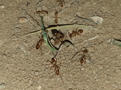 Camponotus turkestanus