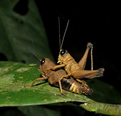 Episomacris collaris