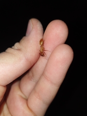 Camponotus turkestanus