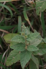 Croton rivularis