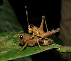 Episomacris collaris