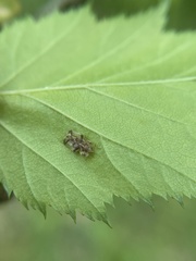 Corythucha juglandis