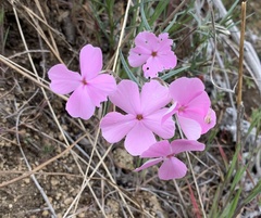 Phlox colubrina