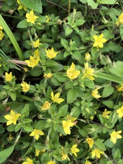 Lysimachia remota