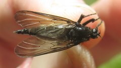 Empis ciliata