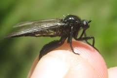 Empis ciliata